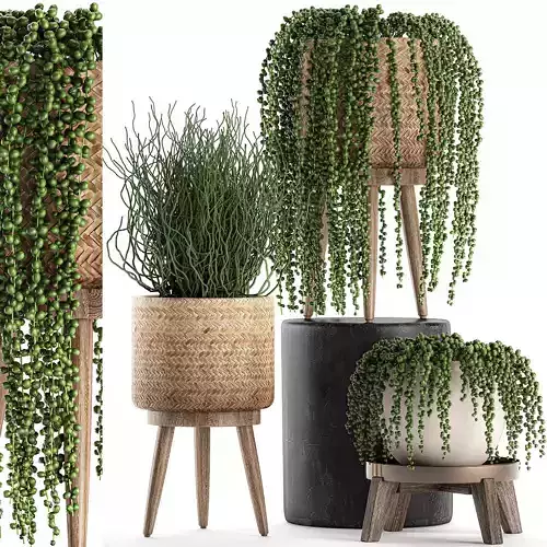 Decorative plants in a basket 575 3D model