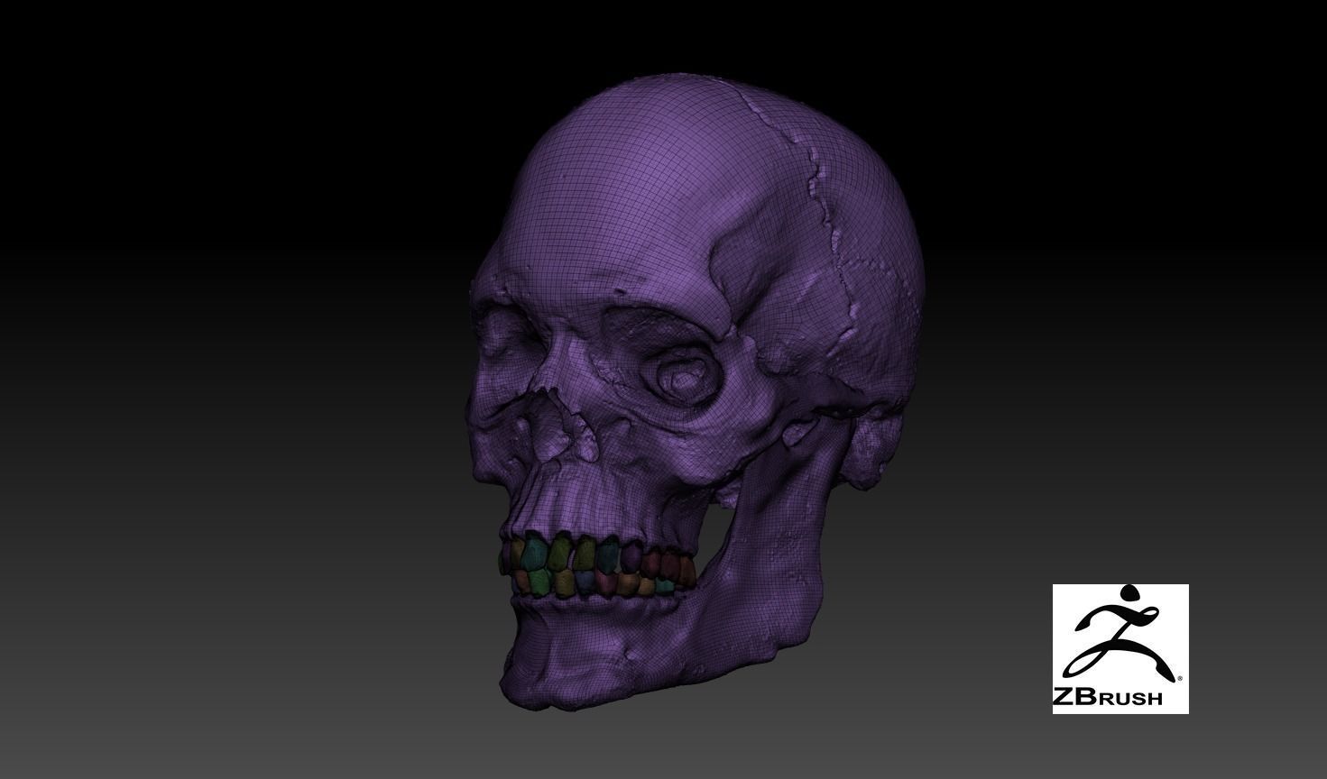  Anatomical human skull 3D model_7