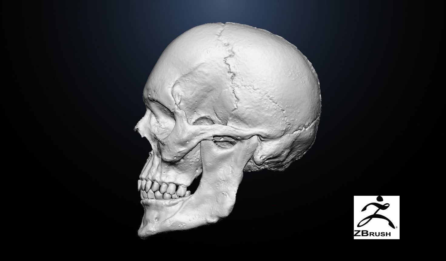  Anatomical human skull 3D model_2