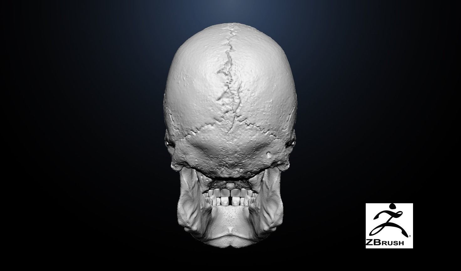  Anatomical human skull 3D model_3