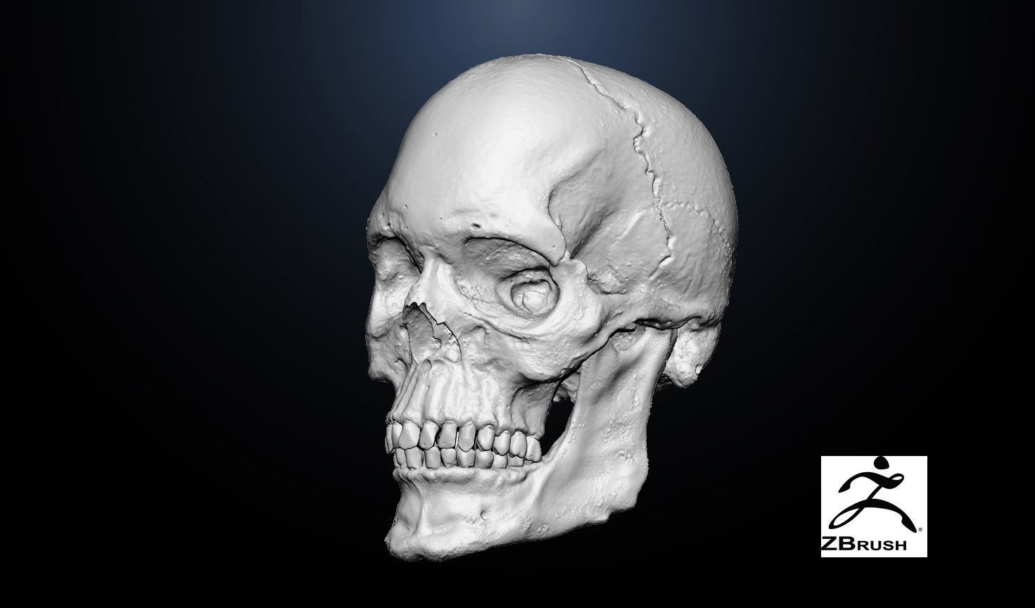  Anatomical human skull 3D model_6