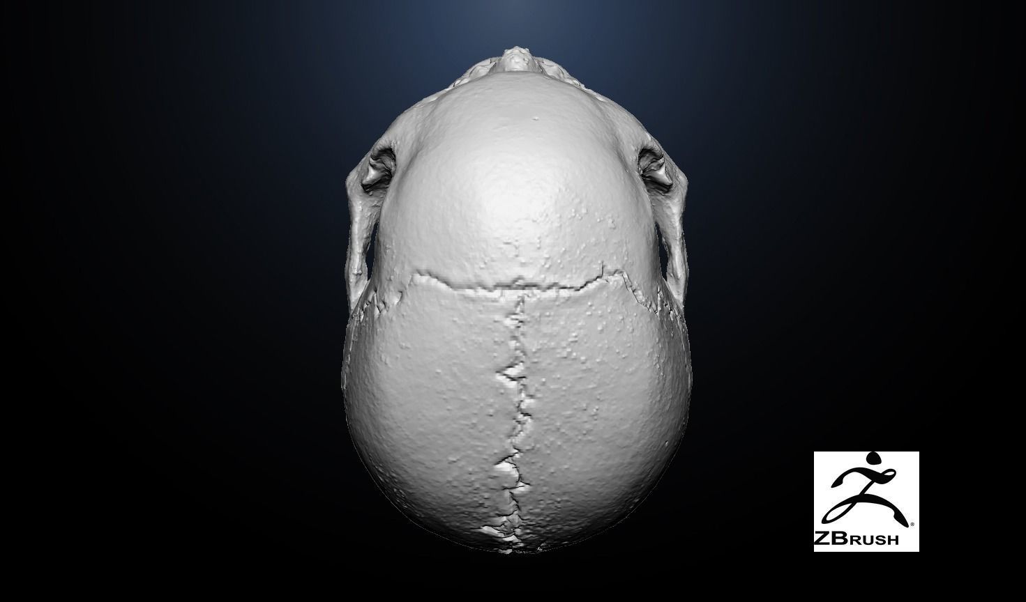 Anatomical human skull 3D model_5