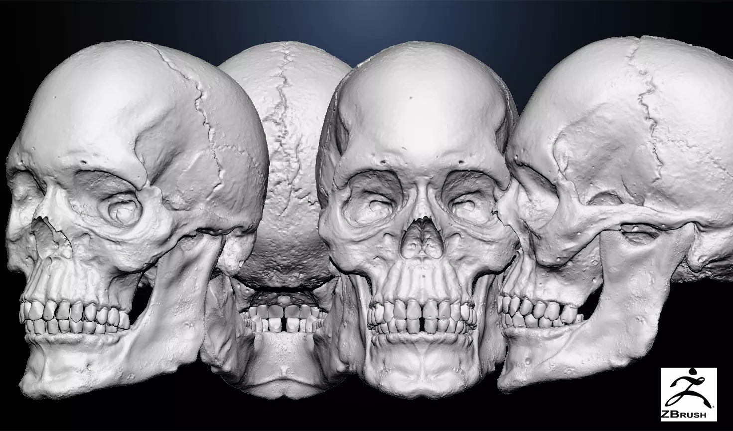  Anatomical human skull 3D model_0