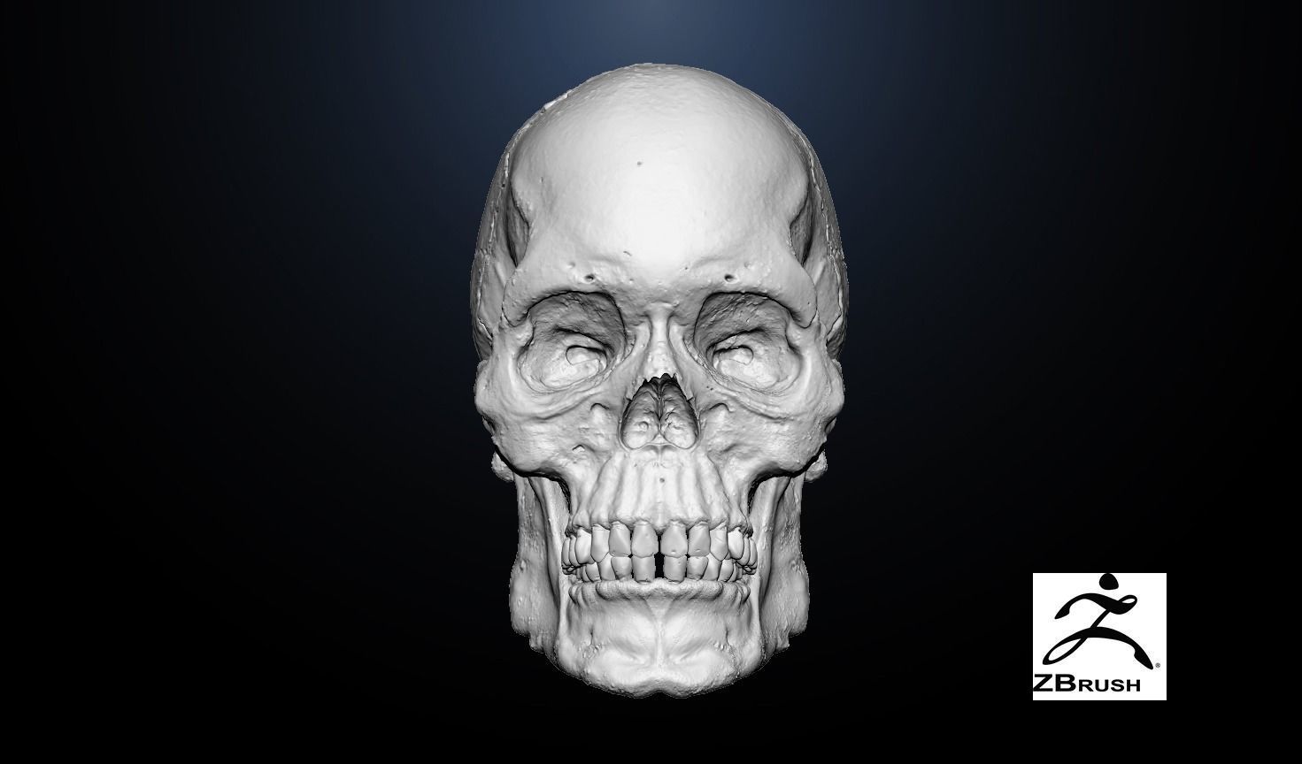  Anatomical human skull 3D model_1
