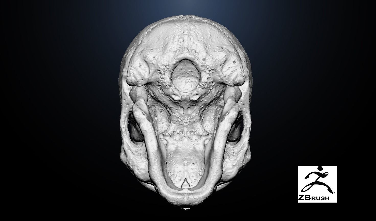  Anatomical human skull 3D model_4