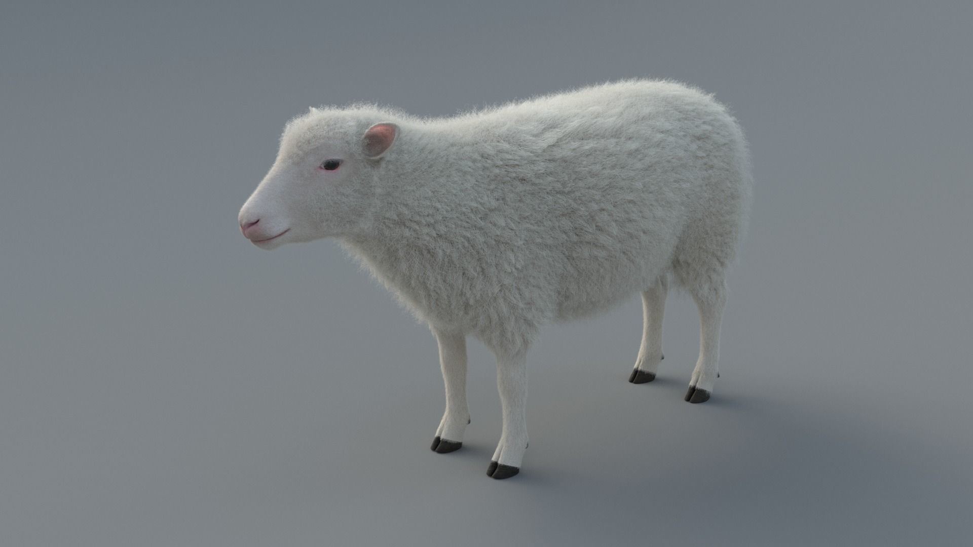 Sheep Animated 3D model_2
