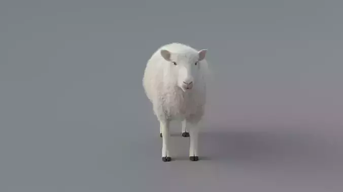 Sheep Animated 3D model