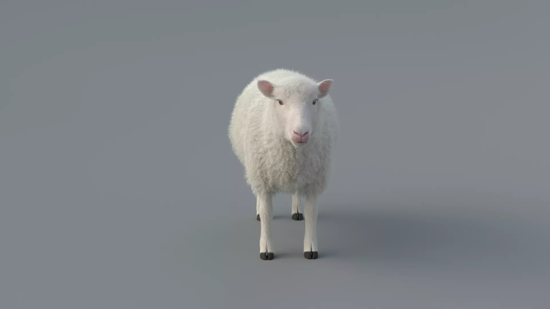 Sheep Animated 3D model_0