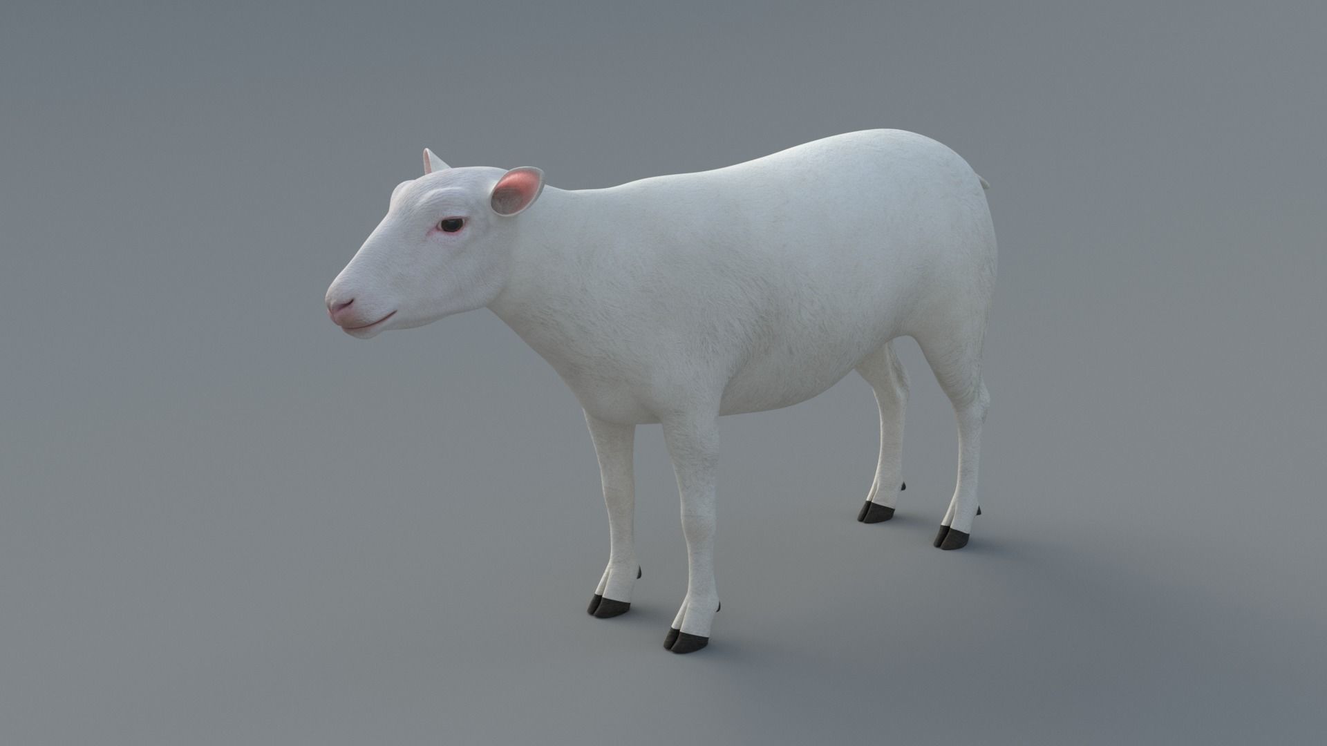 Sheep Animated 3D model_6