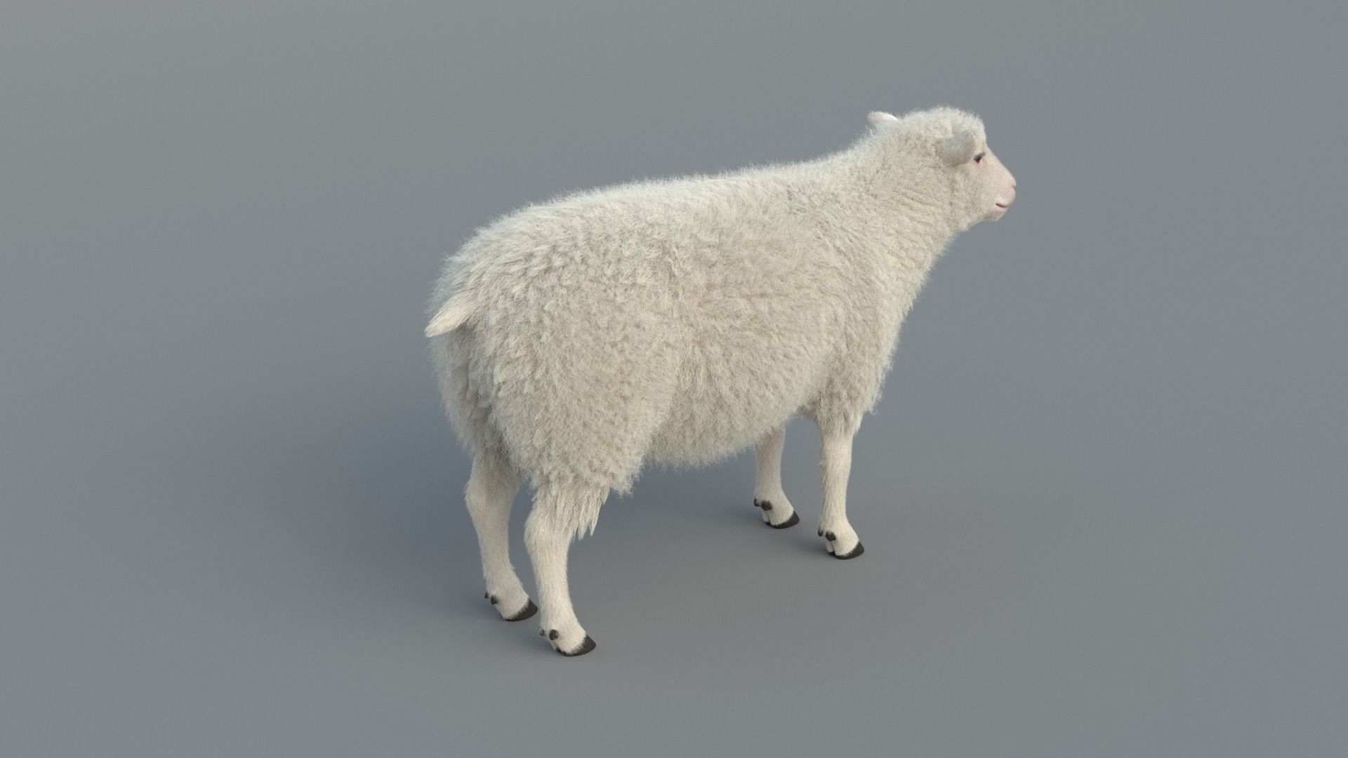 Sheep Animated 3D model_4