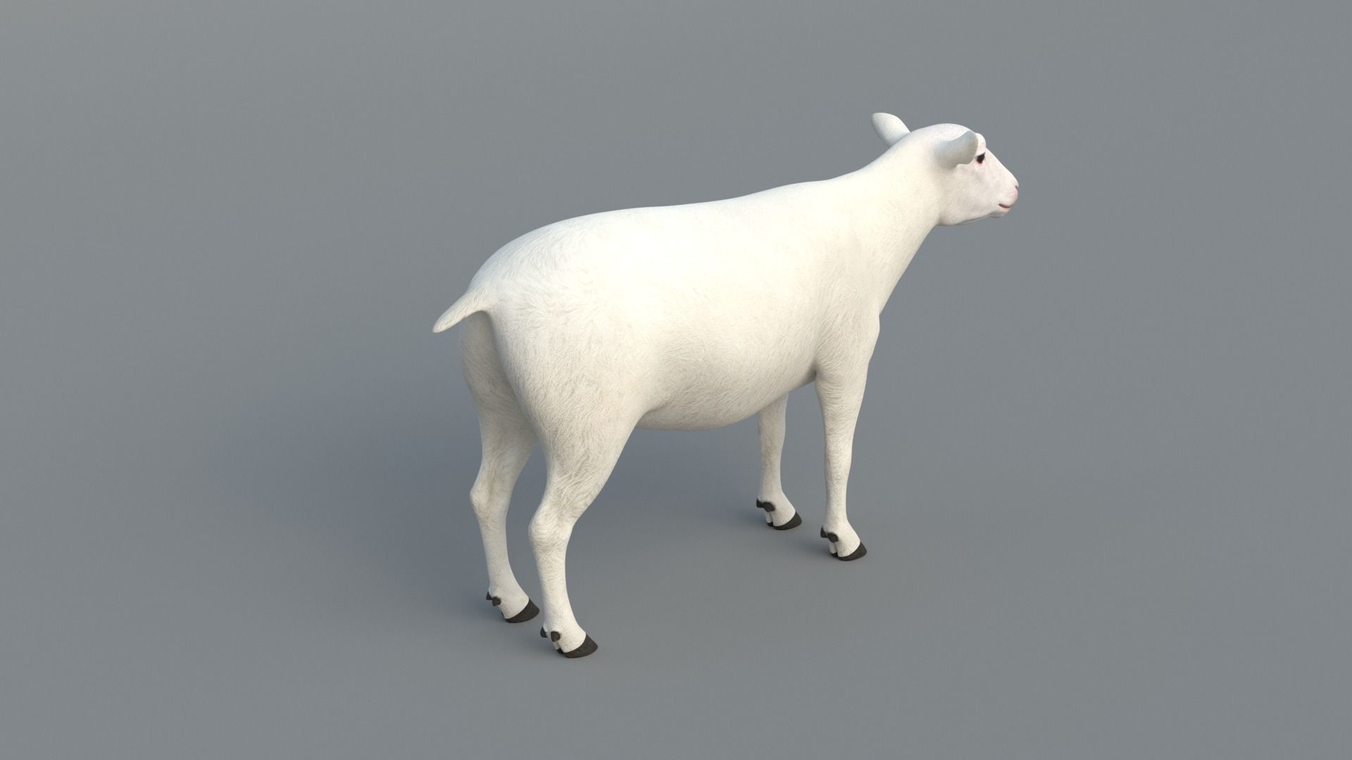 Sheep Animated 3D model_8