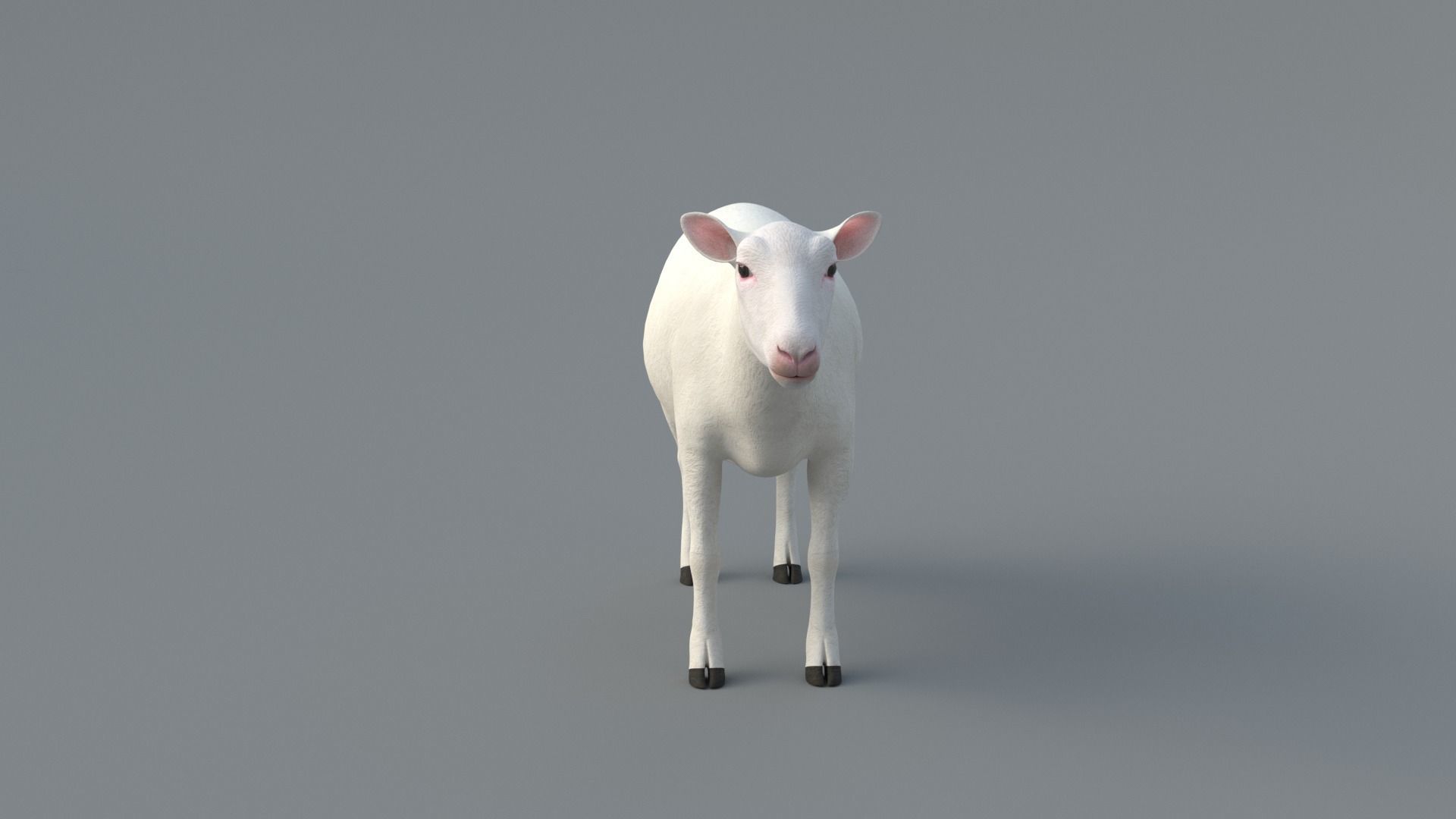 Sheep Animated 3D model_5