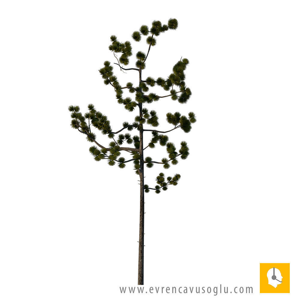 2D High Resolution Trees with PSD Texture_4