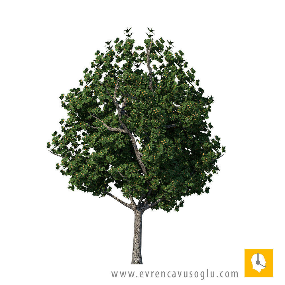 2D High Resolution Trees with PSD Texture_14