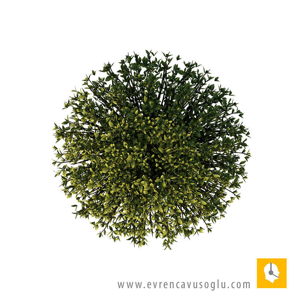 2D High Resolution Trees with PSD Texture_13