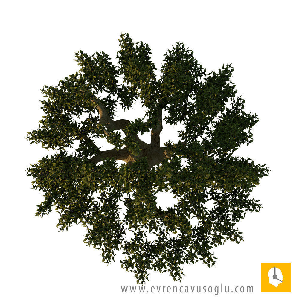 2D High Resolution Trees with PSD Texture_11