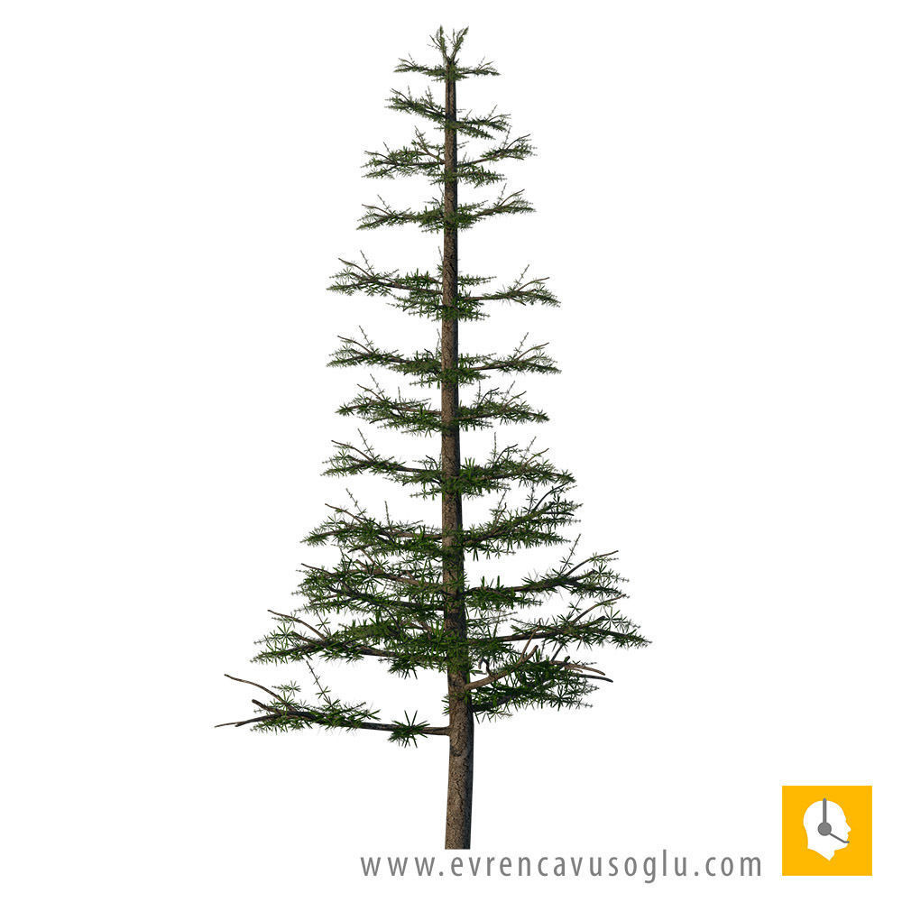 2D High Resolution Trees with PSD Texture_2