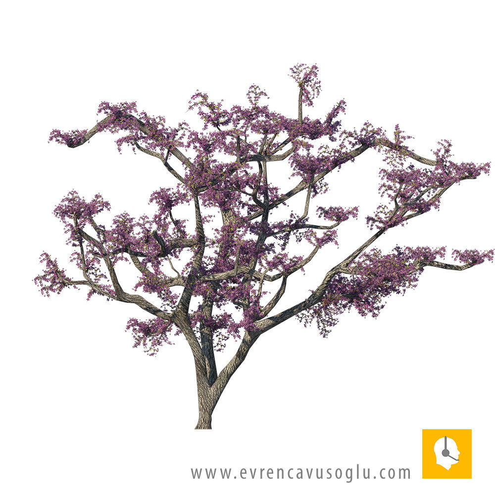 2D High Resolution Trees with PSD Texture_16