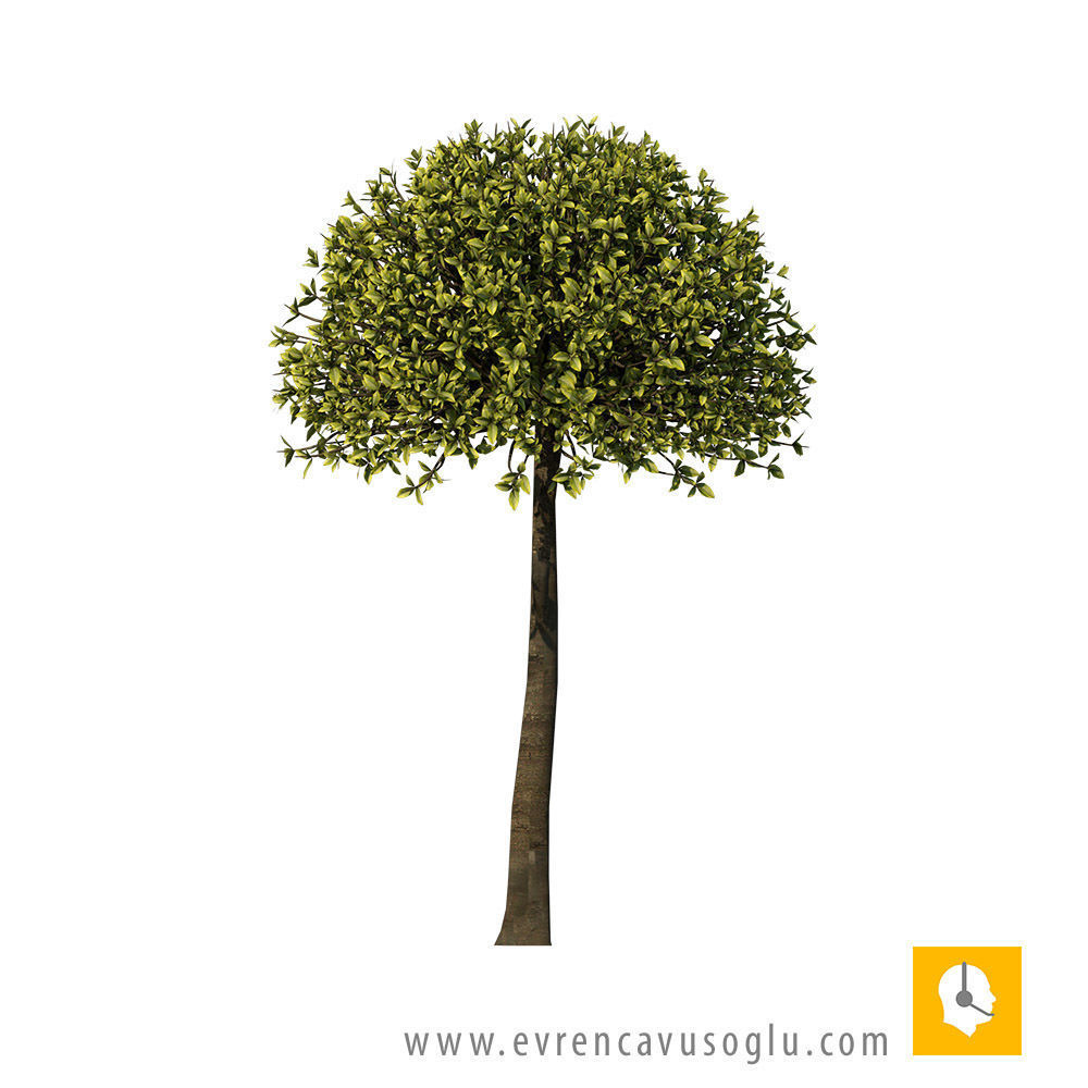 2D High Resolution Trees with PSD Texture_12
