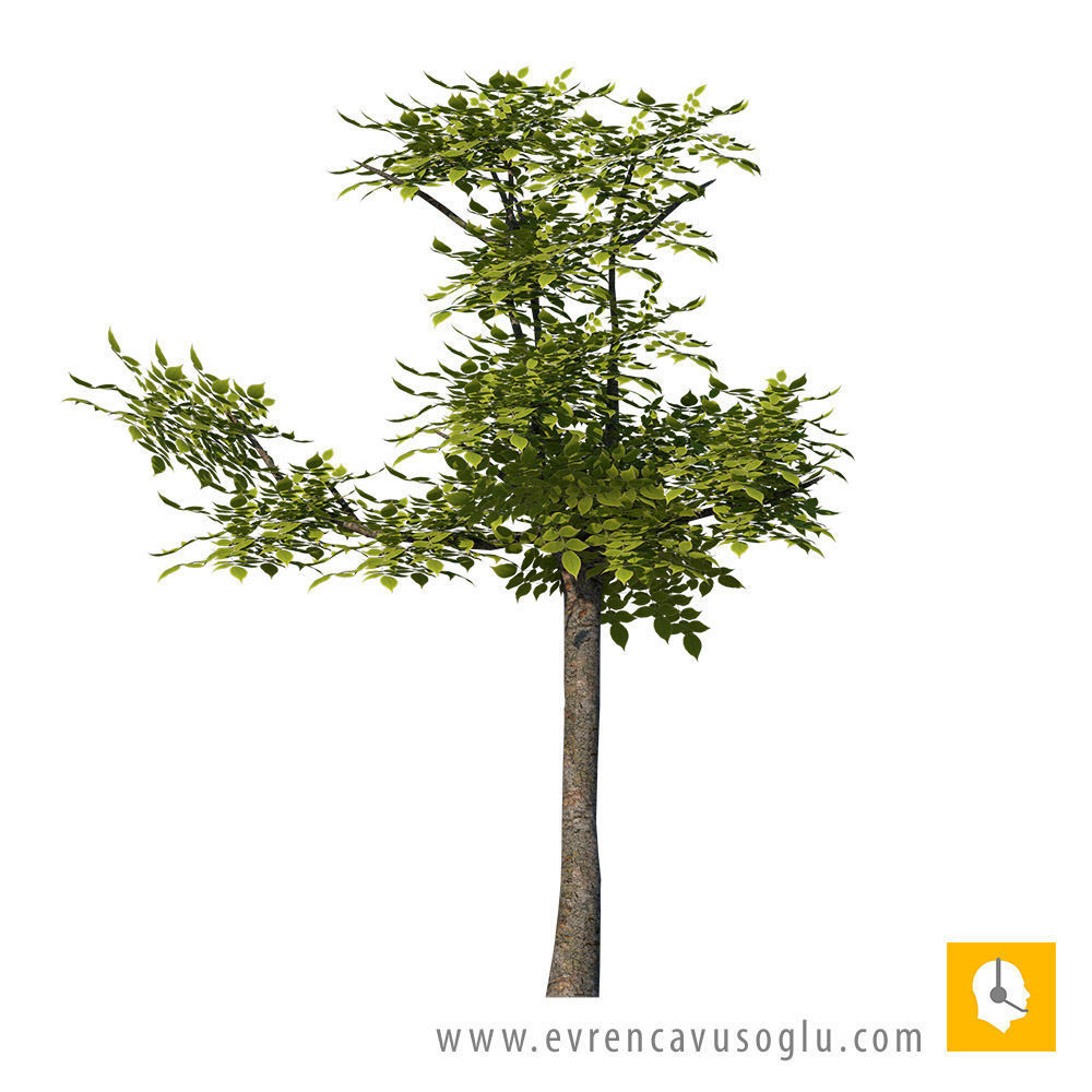 2D High Resolution Trees with PSD Texture_18