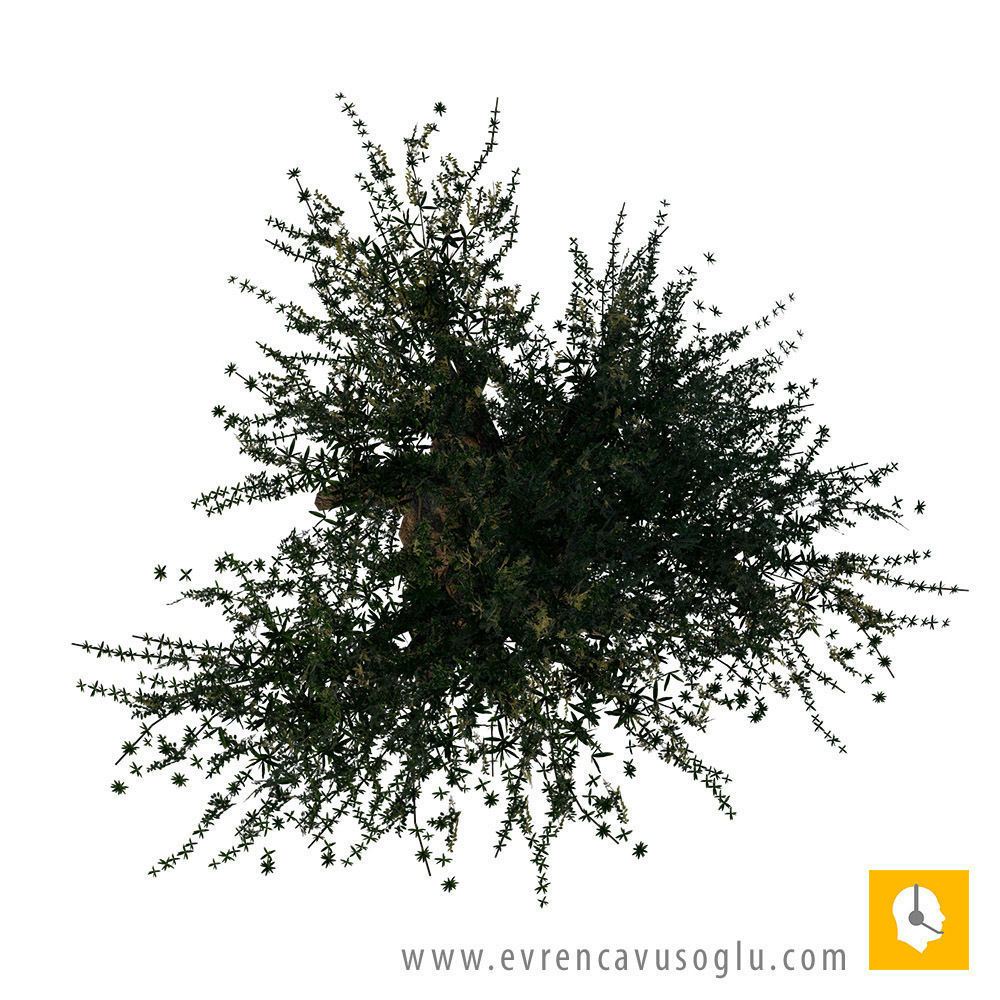 2D High Resolution Trees with PSD Texture_9