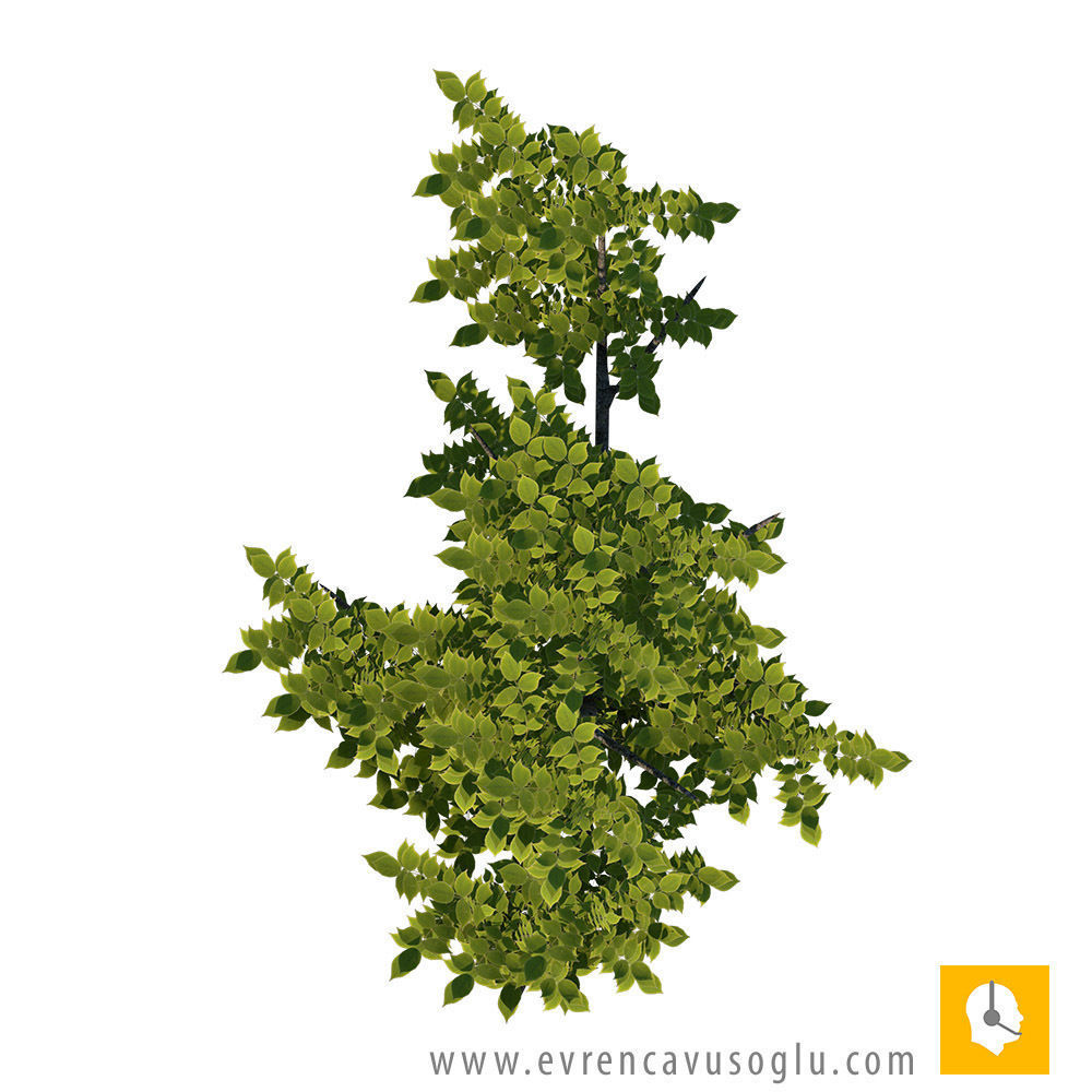 2D High Resolution Trees with PSD Texture_19