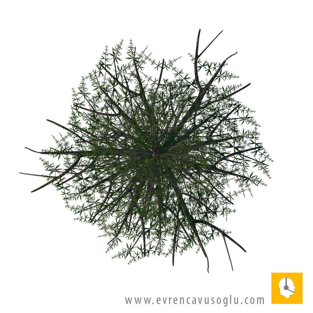 2D High Resolution Trees with PSD Texture_3