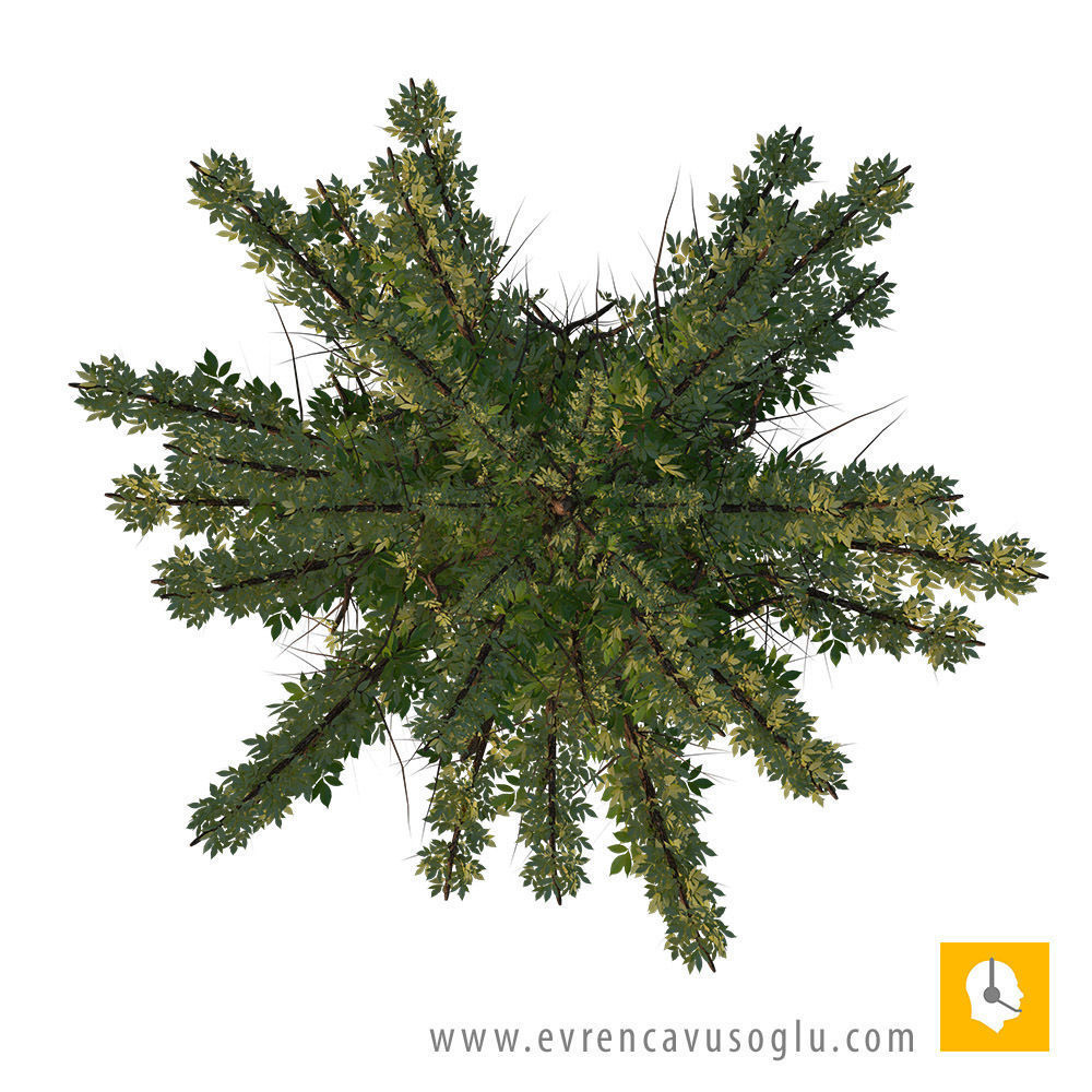 2D High Resolution Trees with PSD Texture_1