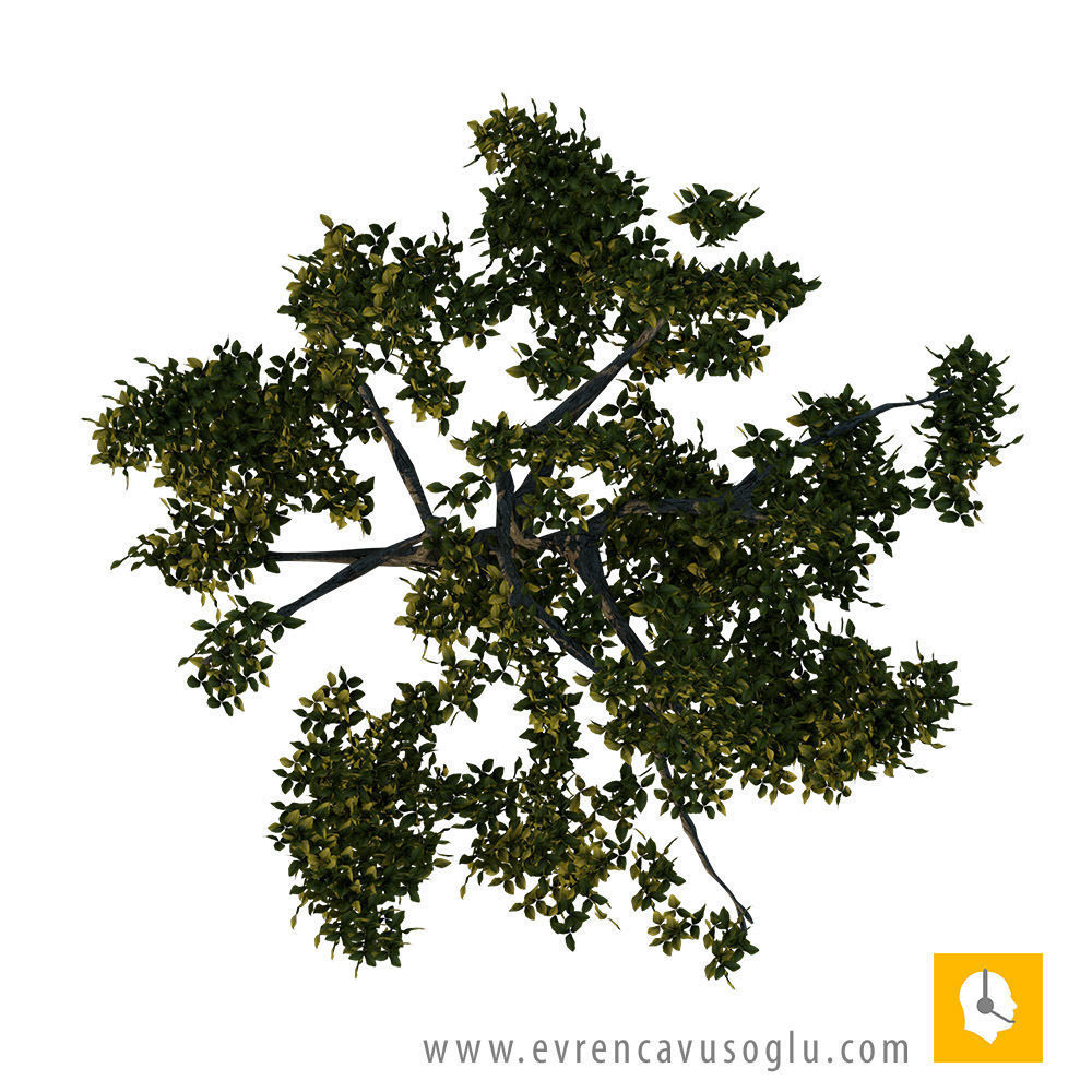 2D High Resolution Trees with PSD Texture_7