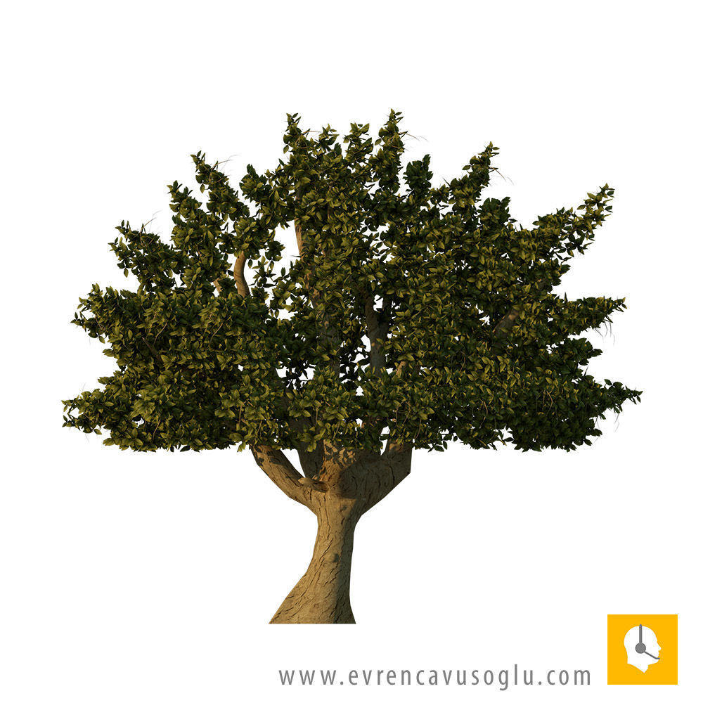 2D High Resolution Trees with PSD Texture_10