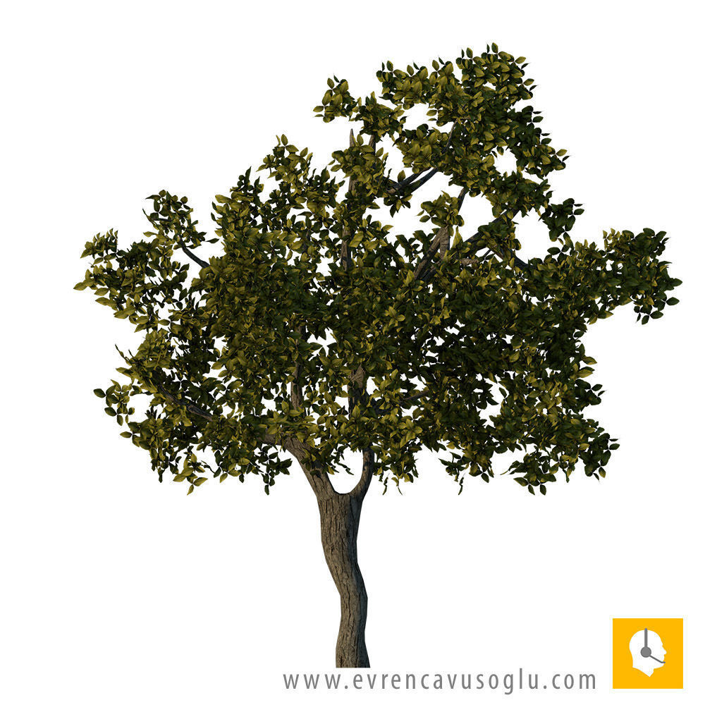 2D High Resolution Trees with PSD Texture_6