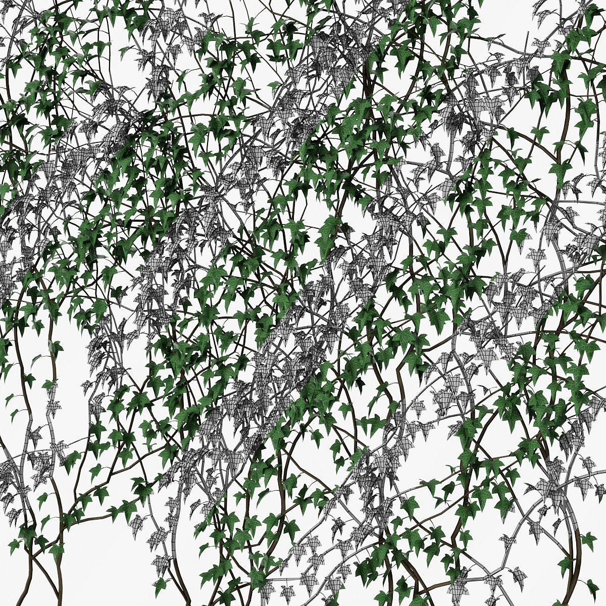 Ivy wall 08 3D model_10