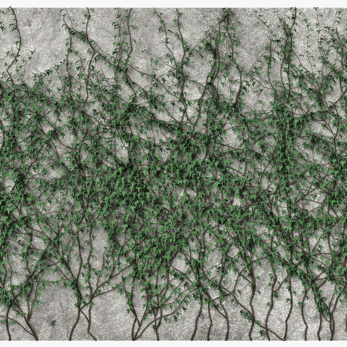 Ivy wall 08 3D model_1