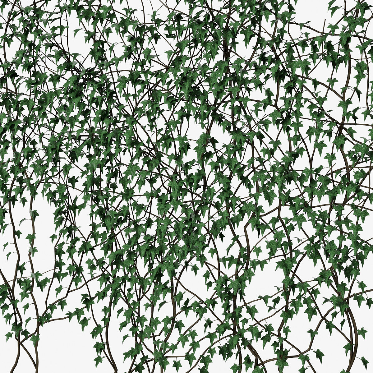 Ivy wall 08 3D model_8
