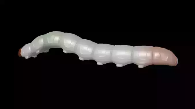 insect  worm Cordyceps