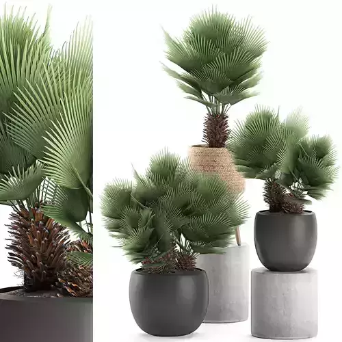 Decorative Chamaerops palms in a white flowerpot 576