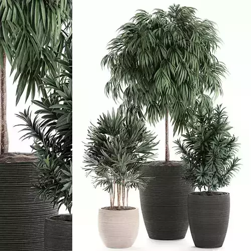 Decorative plants in a black flowerpot 577 3D model