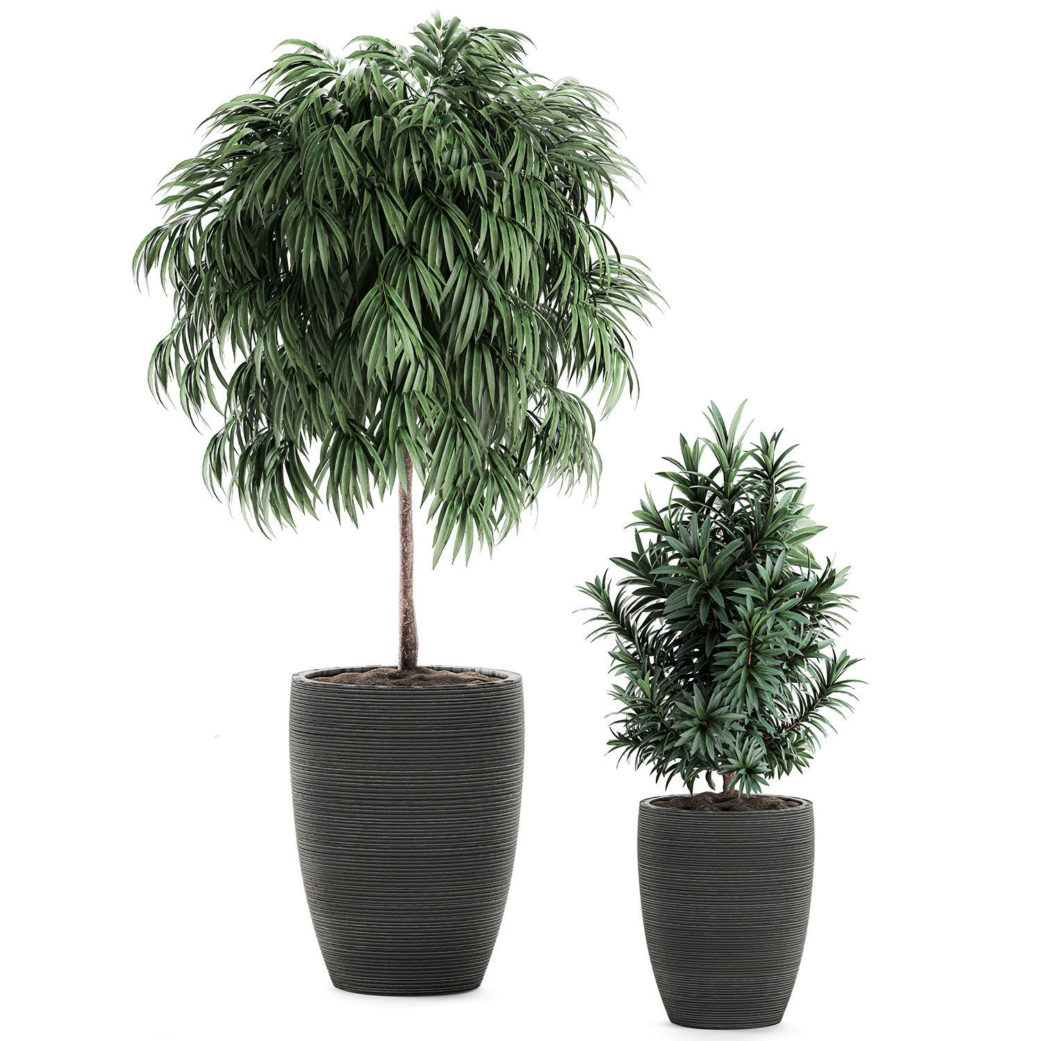 Decorative plants in a black flowerpot 577 3D model_5