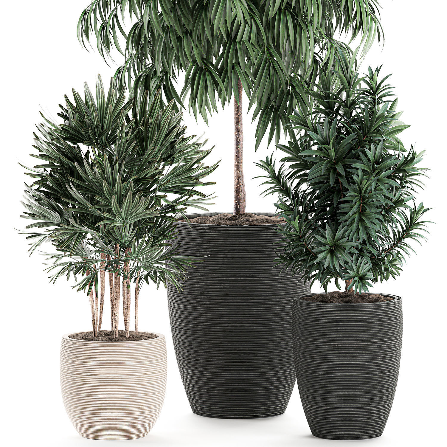 Decorative plants in a black flowerpot 577 3D model_1