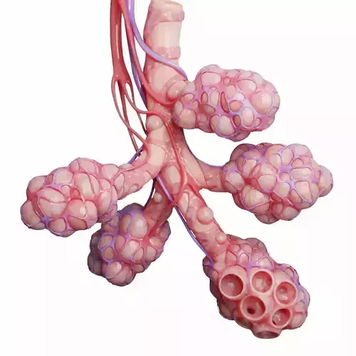 Realistic Human Bronchi Alveoli Anatomy 3D model