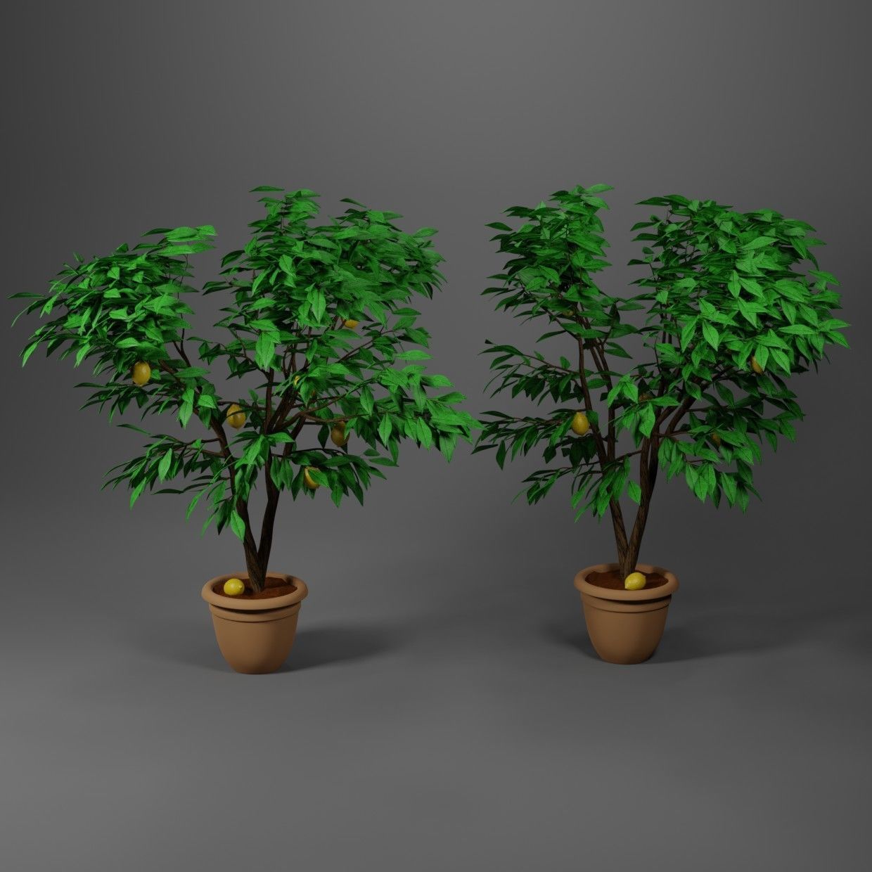 Lemon tree 3D model_1