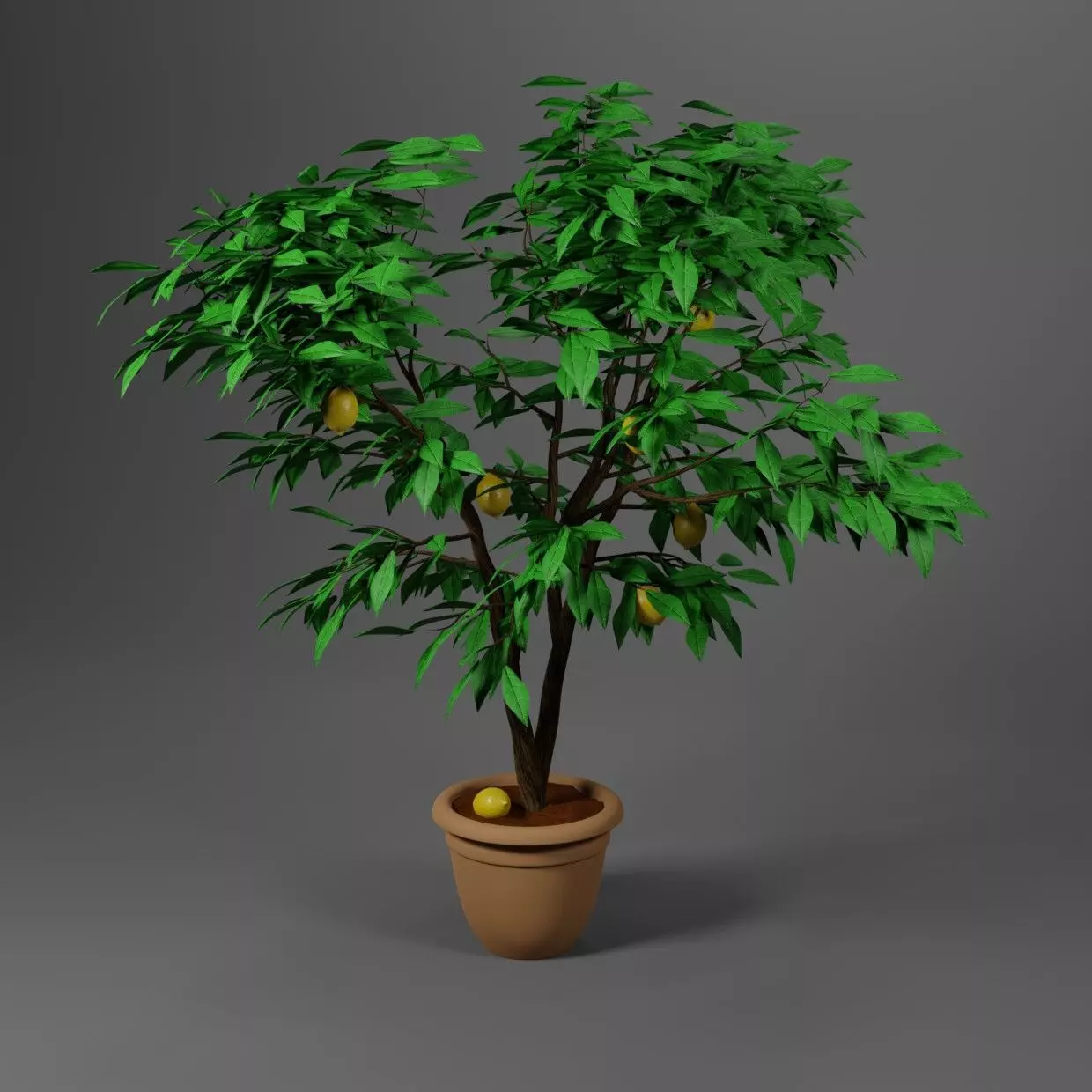 Lemon tree 3D model_0