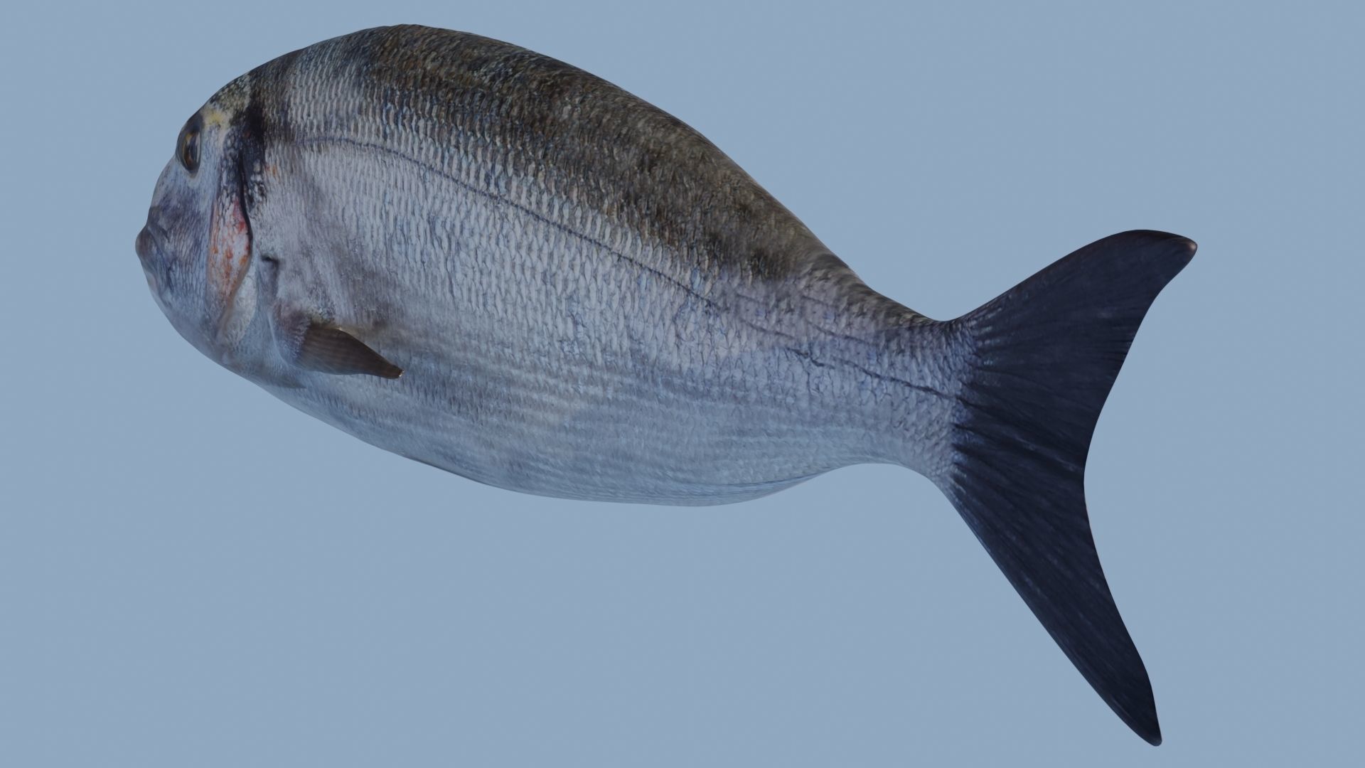 Collection of 7 photorealistic fishes animated Low-poly 3D model_75