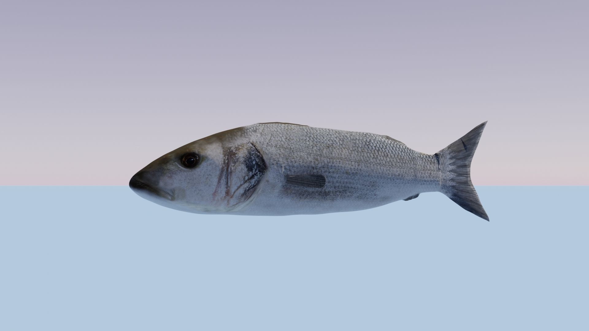 Collection of 7 photorealistic fishes animated Low-poly 3D model_32