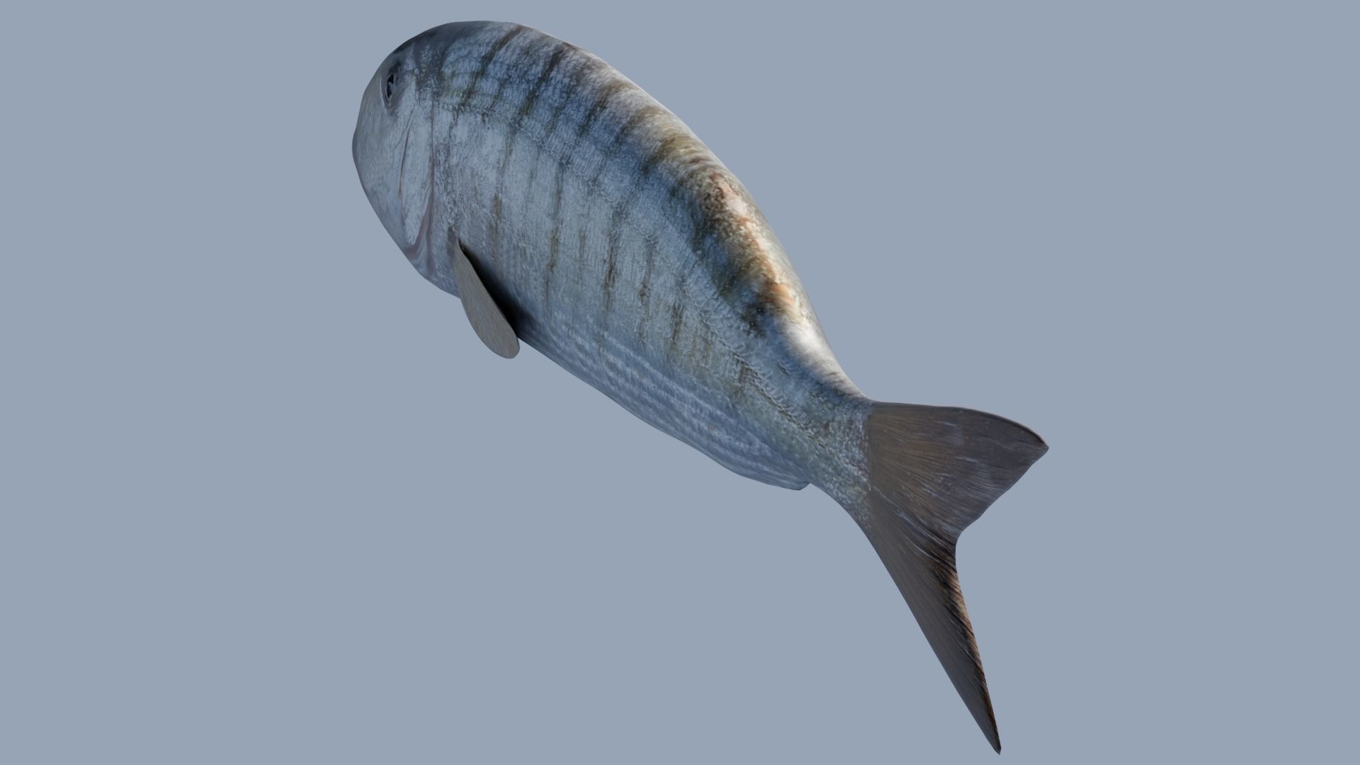 Collection of 7 photorealistic fishes animated Low-poly 3D model_23