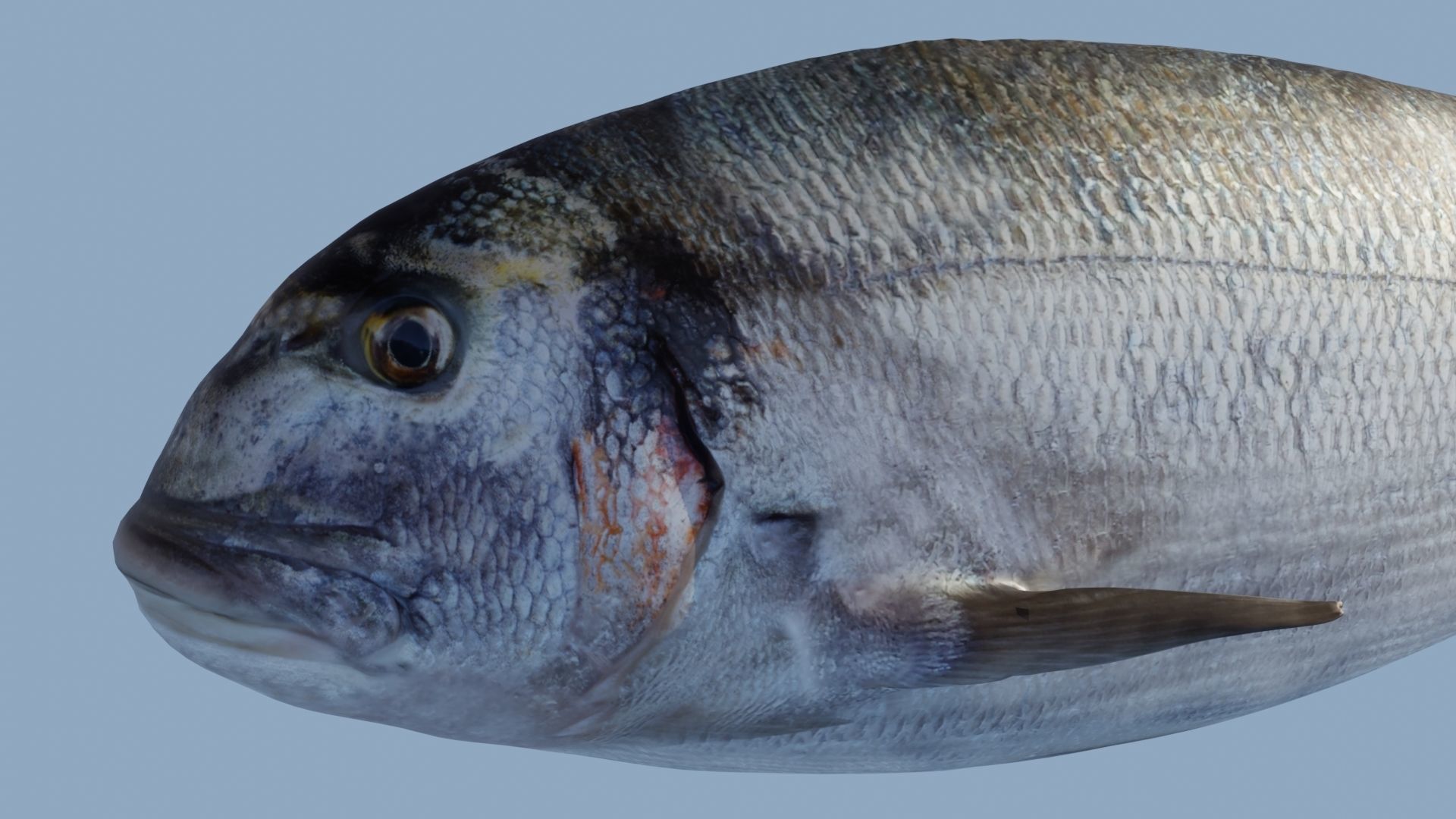 Collection of 7 photorealistic fishes animated Low-poly 3D model_74