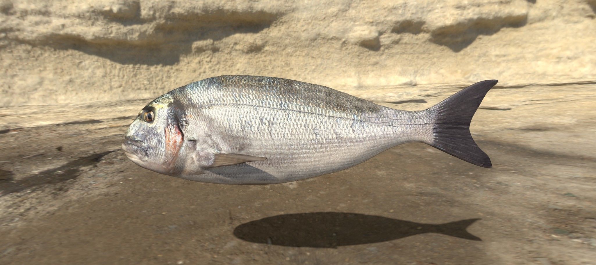 Collection of 7 photorealistic fishes animated Low-poly 3D model_71