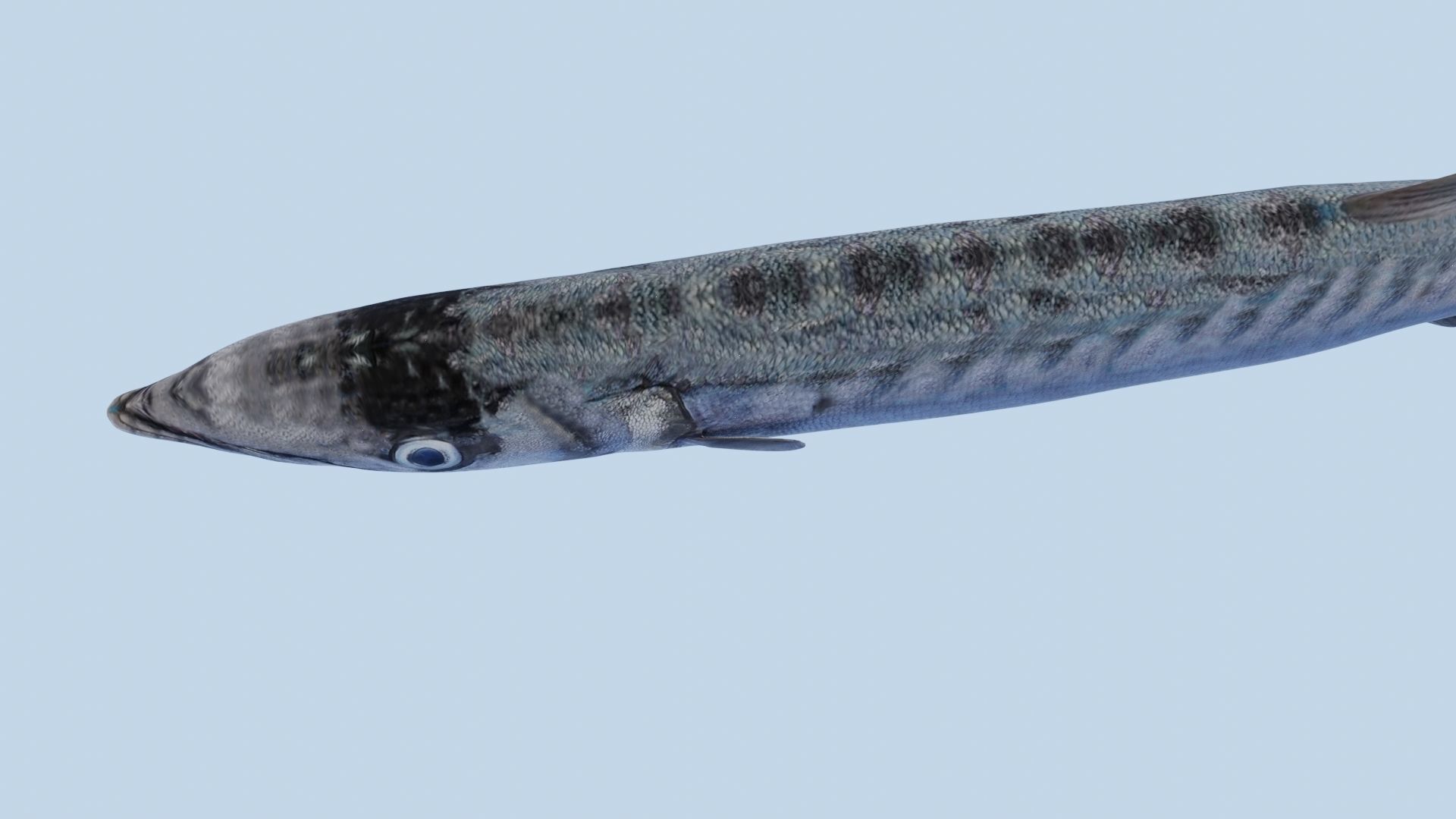 Collection of 7 photorealistic fishes animated Low-poly 3D model_54