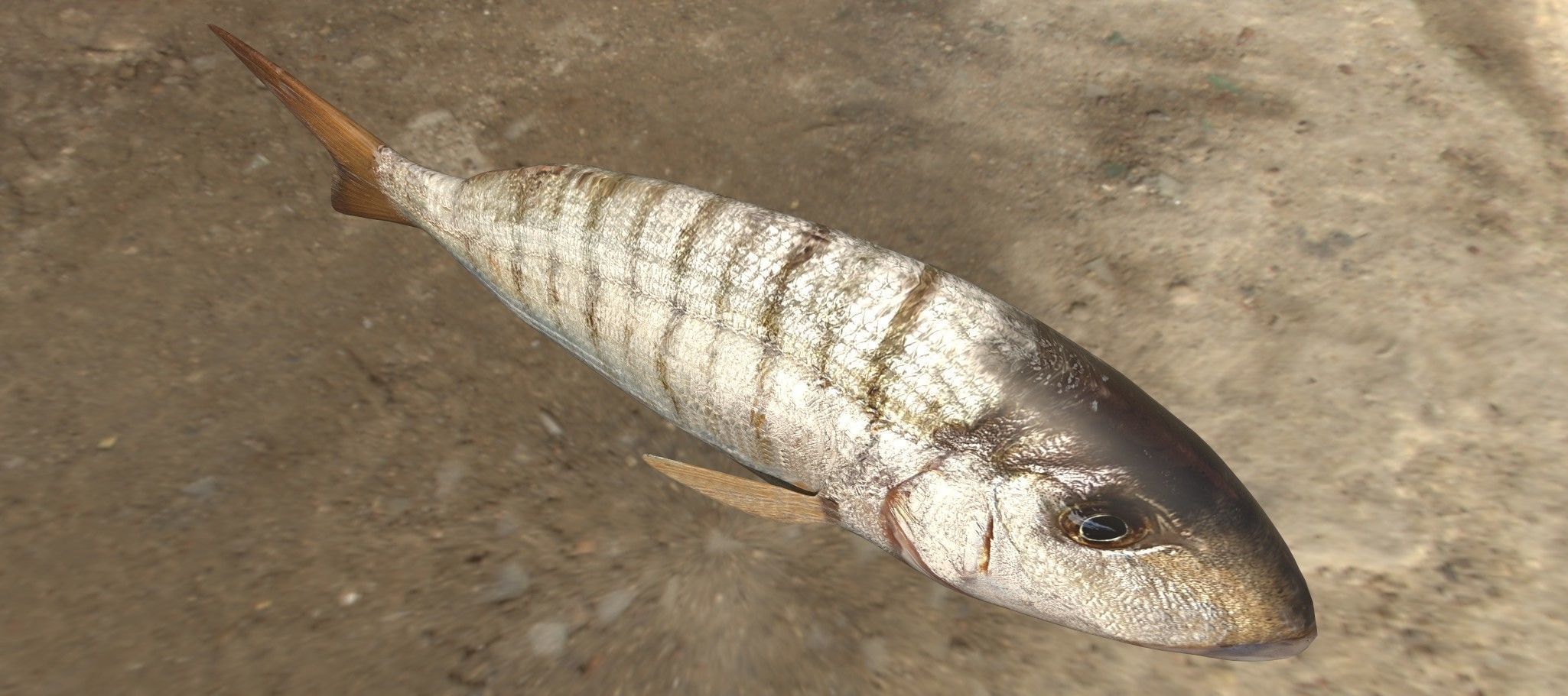 Collection of 7 photorealistic fishes animated Low-poly 3D model_18