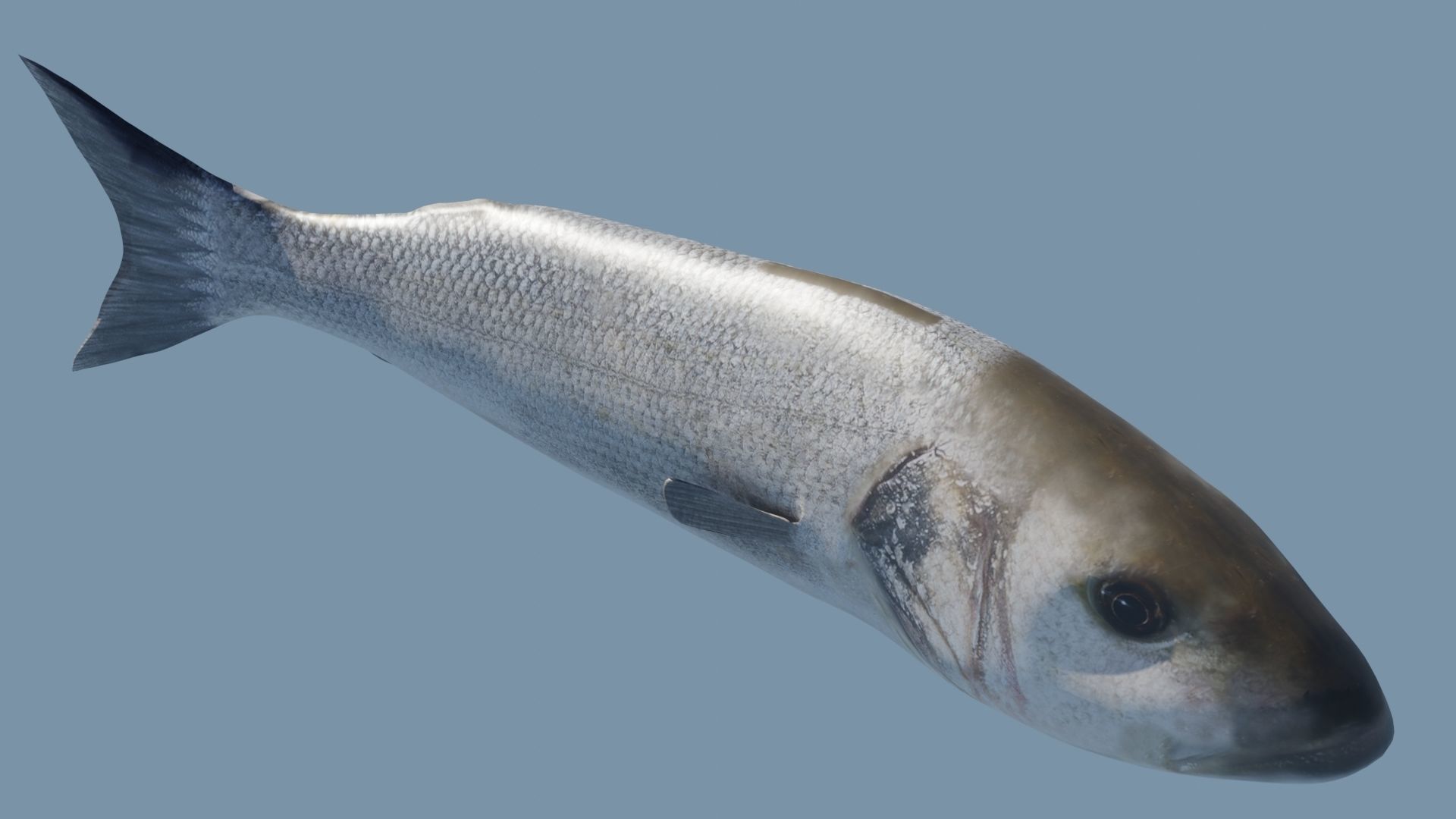 Collection of 7 photorealistic fishes animated Low-poly 3D model_39